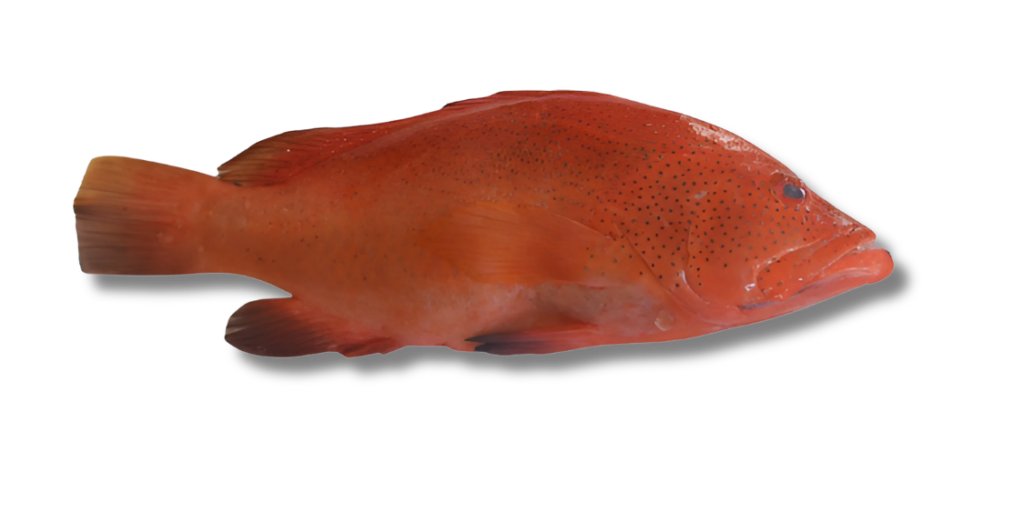 Catoa - STRAWBERRY GROUPER